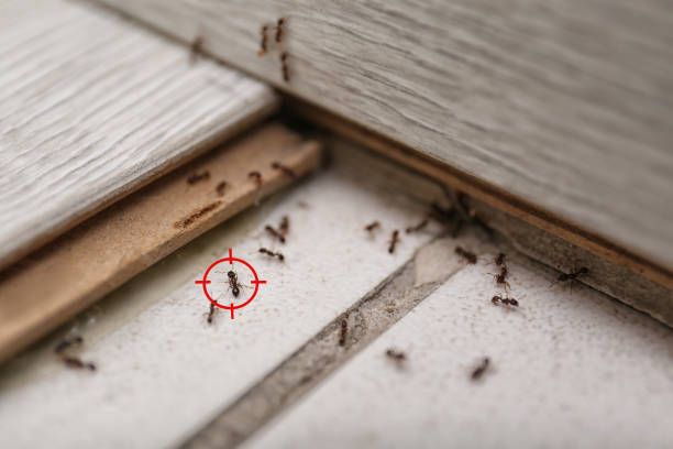 Best Emergency Pest Control  in Marion Oaks, FL